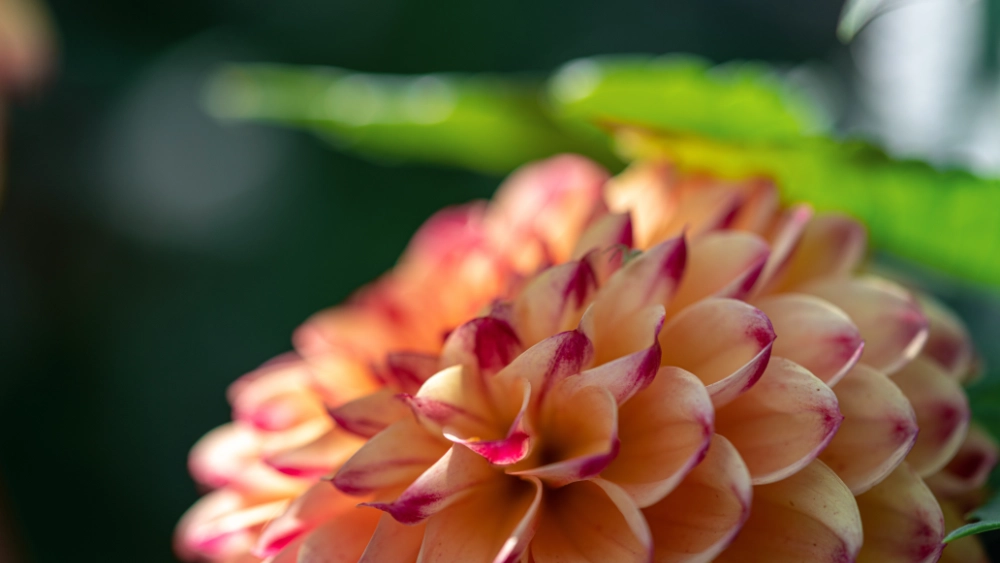 colorful dahlia flower blooming in spring